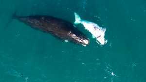 El video más tierno: Blanquito, el bebé ballena que pasea con su mamá y enamora a Puerto Madryn