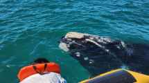 Imagen de Video: las ballenas se lucen en el Puerto San Antonio Este, a 65 km de Las Grutas, descubrí los paseos de avistaje