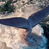 Imagen de Video: “Desahogo de la naturaleza”, los increíbles coletazos de una ballena en Las Grutas ¿Qué quiere decir?