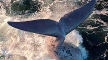 Imagen de Video: “Desahogo de la naturaleza”, los increíbles coletazos de una ballena en Las Grutas ¿Qué quiere decir?