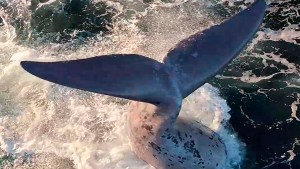 Video: “Desahogo de la naturaleza”, los increíbles coletazos de una ballena en Las Grutas ¿Qué quiere decir?