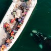 Imagen de Vacaciones de invierno en Las Grutas: una ballena y su cría sorprendieron a los turistas en una excursión ¡Mirá el video!