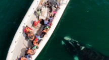 Imagen de Invierno en Las Grutas: una ballena y su cría sorprendieron a los turistas en una excursión ¡Mirá el video!