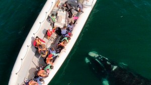 Vacaciones de invierno en Las Grutas: una ballena y su cría sorprendieron a los turistas en una excursión ¡Mirá el video!