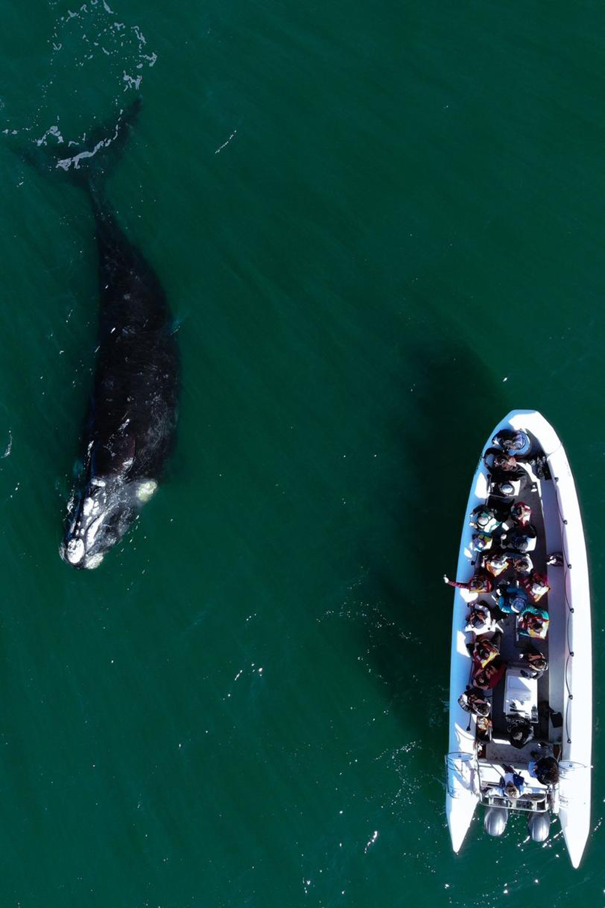 Las ballenas francas te esperan en Las Grutas 