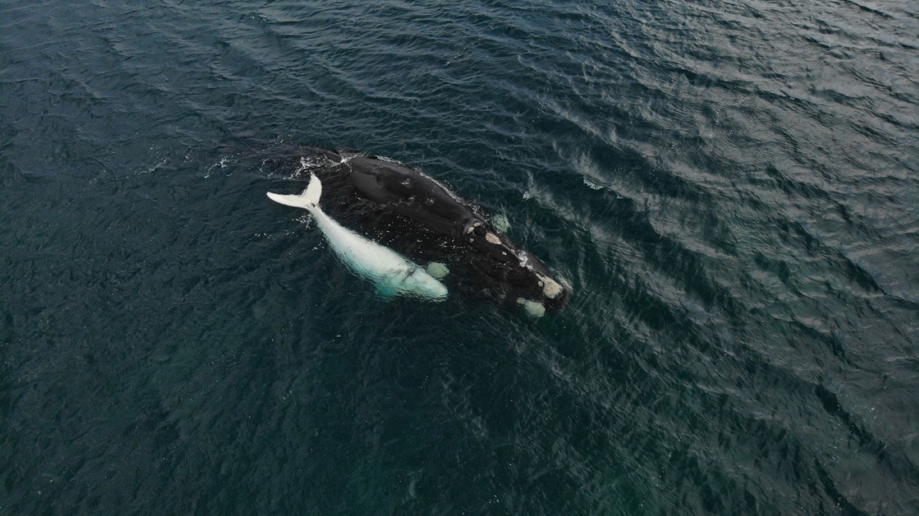 Ballena y ballenato, navegando juntos. La cría, del color de la nieve, sorprendió a todos, porque su tono es poco habitual