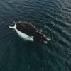 Imagen de Un ballenato blanco sorprendió a todos en el Puerto San Antonio Este, mirá el video…