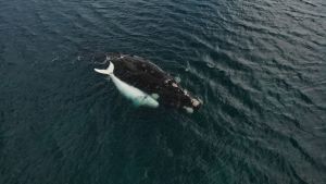 Un ballenato blanco sorprendió a todos en el Puerto San Antonio Este, mirá el video…