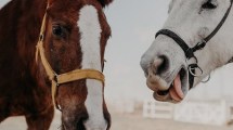 Imagen de Carlitos, el caballo faenado que usaban para equinoterapia: dictaron preventiva al acusado de faenar