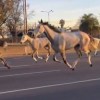 Imagen de Video | Increíble escena: decenas de caballos corrieron por la autopista Panamericana