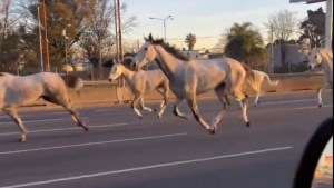 Video | Increíble escena: decenas de caballos corrieron por la autopista Panamericana