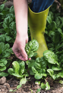 Huerta en casa: qué sembrar en agosto para una cosecha abundante