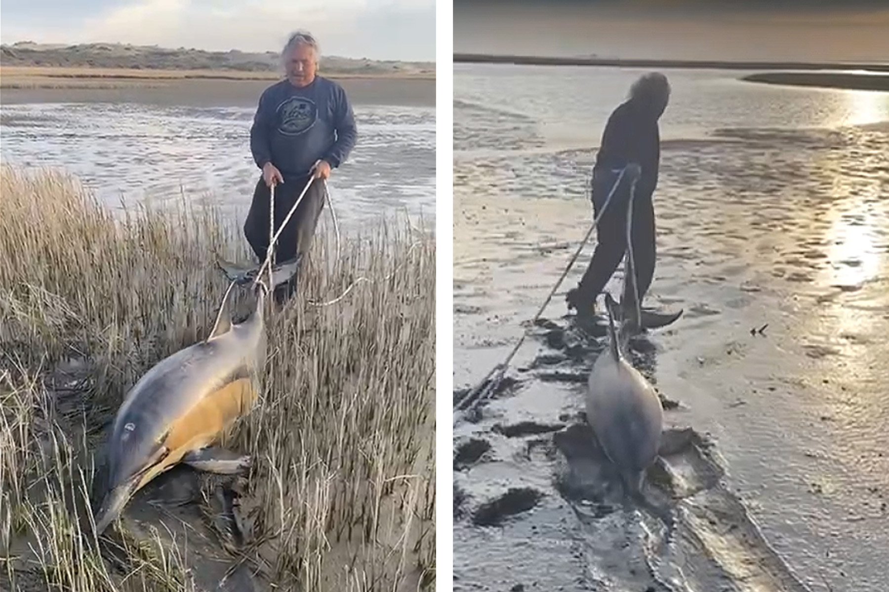 El momento del rescate de los delfines.