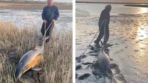 ¿Por qué se vararon los delfines cerca de San Antonio Este? ¿Huían de las orcas o ellas aprendieron a «encerrarlos»?