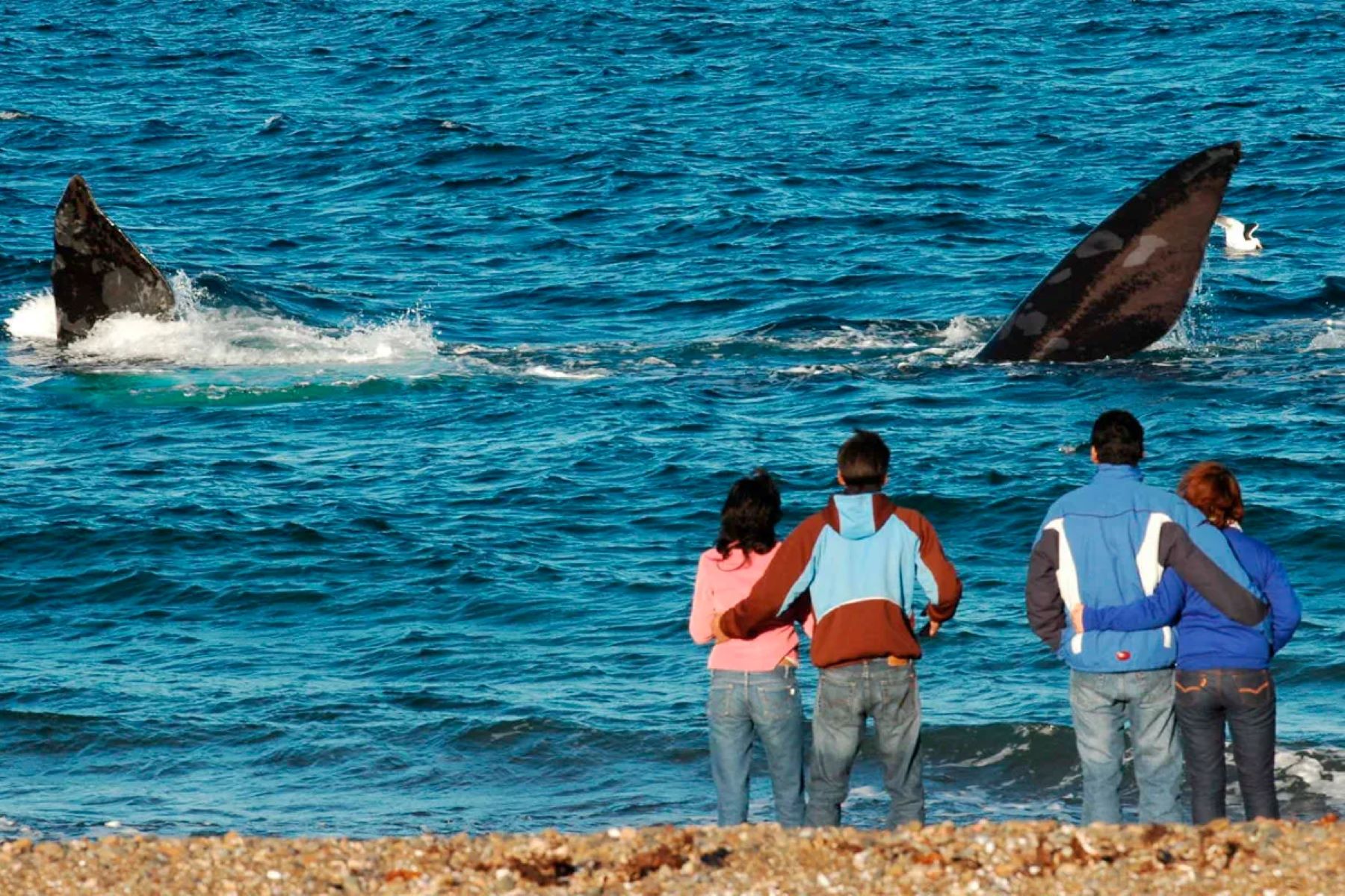 Una playa única, donde las ballenas te avistan a vos