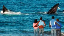 Imagen de Video: la magia de El Doradillo, la playa de Chubut en la que ves a las ballenas a metros de la costa