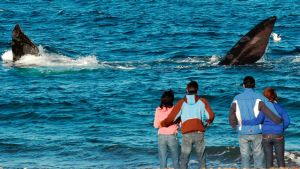 Video: la magia de El Doradillo, la playa de Chubut en la que ves a las ballenas a metros de la costa