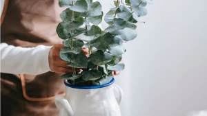 Cómo limpiar y refrescar con eucalipto en casa, en simples pasos
