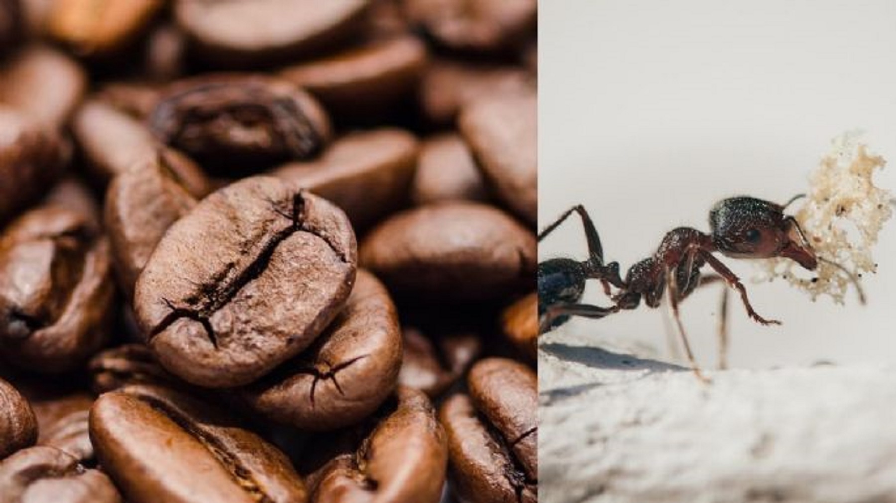 Café para combatir a las hormigas