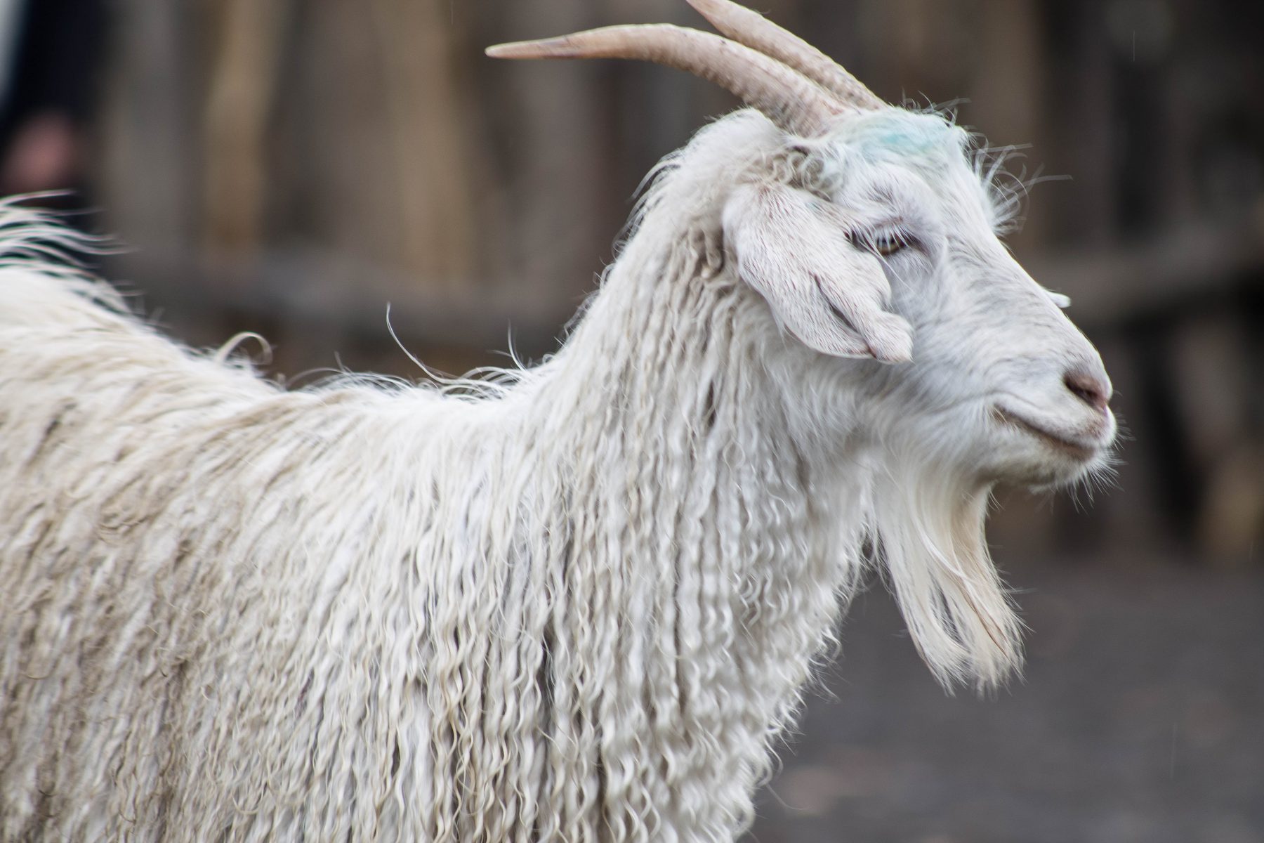 La fibra mohair se comercializa por productores de la Cooperativa Agropecuaria de Zapala.