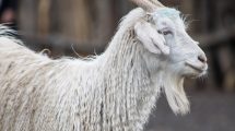 Imagen de Un tesoro llamado «mohair» en Neuquén