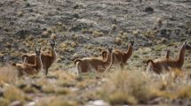 Imagen de Por un reclamo del sector ganadero, autorizan la caza de especies autóctonas en Santa Cruz