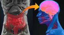 Imagen de Microbiota intestinal: cuándo el estrés puede ser causado por los intestinos y cómo prevenirlo