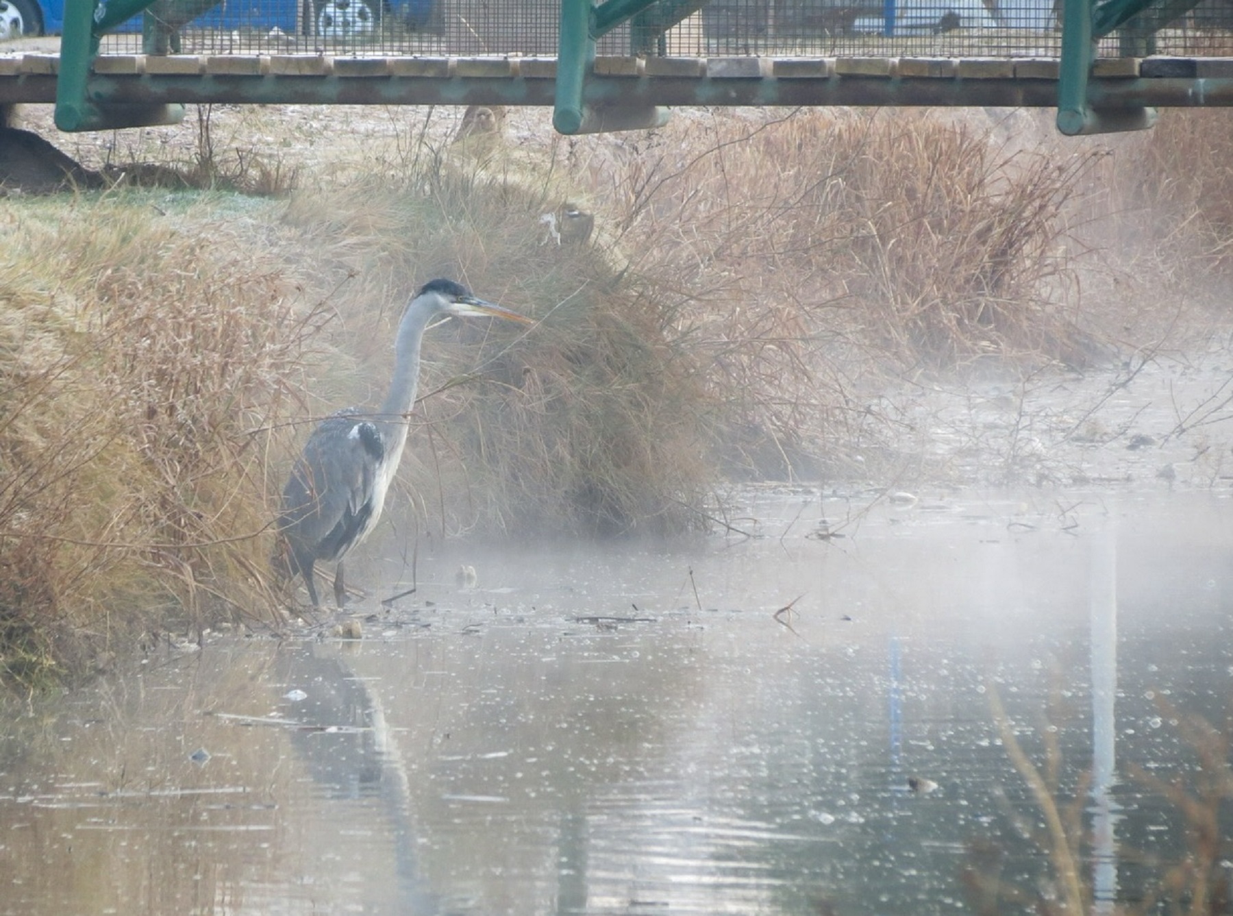 Se congeló una laguna en Neuquén capital y regaló impresionantes imágenes 