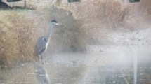 Imagen de Se congeló una laguna en Neuquén capital y regaló impresionantes imágenes