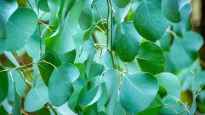 Eucalipto: una planta repleta de propiedades medicinales, mirá cómo se puede consumir