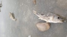 Imagen de ¡Impactante! se congelaron hasta los peces en la laguna Blanca de Zapala, en el centro de Neuquén