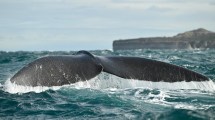 Imagen de Puerto Madryn: cuánto cuesta embarcarse para ver a las ballenas en vacaciones de invierno y la playa para verlas gratis