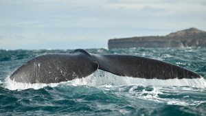 Puerto Madryn: cuánto cuesta embarcarse para ver a las ballenas en vacaciones de invierno y la playa para verlas gratis