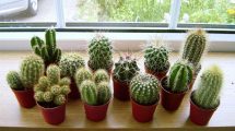 Imagen de Paso a paso: cómo cultivar cactus miniatura y qué cuidados necesitan