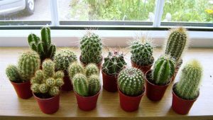 Paso a paso: cómo cultivar cactus miniatura y qué cuidados necesitan
