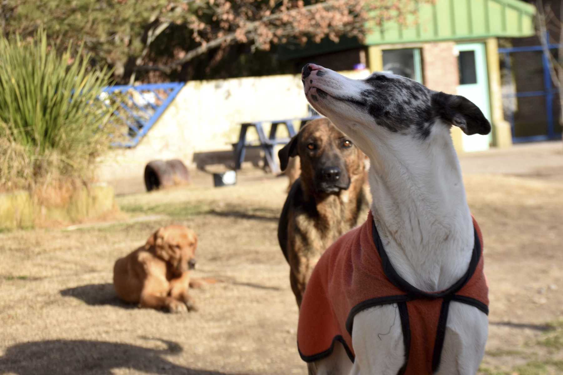 Esa es Lasy, una galga rescatada de un basural. Por el alto grado de desnutrición se le secaron sus ojos y quedó ciega. (FOTOS: Matías Subat)