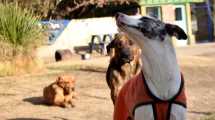 Imagen de “Perros del maltrato”: del encierro al entrenamiento social, lo que cambió en Neuquén