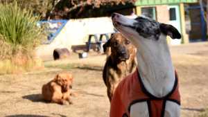 “Perros del maltrato”: del encierro al entrenamiento social, lo que cambió en Neuquén