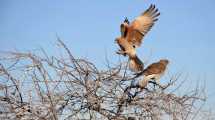 Imagen de ¿Y ese pájaro? Hoy es Global Big Day, el día que el mundo registra aves en libertad y Neuquén es un lugar clave