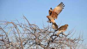 ¿Y ese pájaro? Hoy es Global Big Day, el día que el mundo registra aves en libertad y Neuquén es un lugar clave