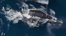 Imagen de Chubut: Un nuevo estudio revela que las ballenas bucean, junto a sus crías, más de cien metros para alimentarse