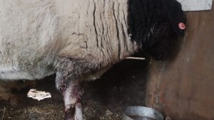 Crianceros alarmados en el norte de Neuquén por varios ataques a la producción de animales