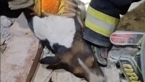 Video | El emotivo operativo de bomberos para rescatar a una perrita que estaba atrapada en Roca