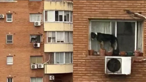 Video | Maltrato animal en Buenos Aires: dejó a su perro al borde de una ventana de un sexto piso