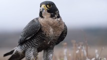 Imagen de VIDEO | El fantástico trabajo de Galileo, Cafrune y Margot: los halcones guardianes del Aeropuerto de Chapelco