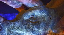 Imagen de Últimos días para ver la Exposición «Viven Dinosaurios» en Portal Patagonia de Neuquén