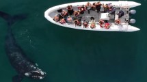 Imagen de Ballenas en Las Grutas en su mejor temporada: «Fue uno de los tantos avistajes soñados que estamos teniendo»