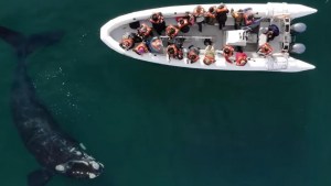 Ballenas en Las Grutas en su mejor temporada: «Fue uno de los tantos avistajes soñados que estamos teniendo»