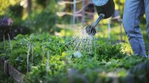 Imagen de Huerta en casa y jardinería: qué plantar en agosto y cómo cuidar tu producción