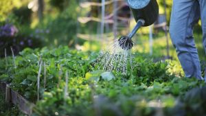 Huerta en casa y jardinería: qué plantar en agosto y cómo cuidar tu producción